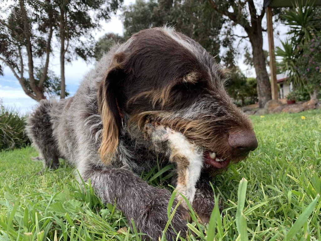 are pig ears better for a german roughhaired pointer than rawhide ears