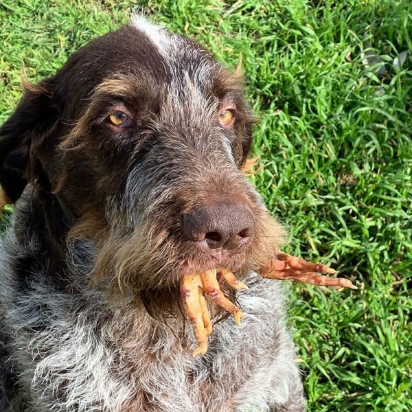 crunchy-nutritious-dried-chicken-feet-dog-treats-for-dental-and-joint