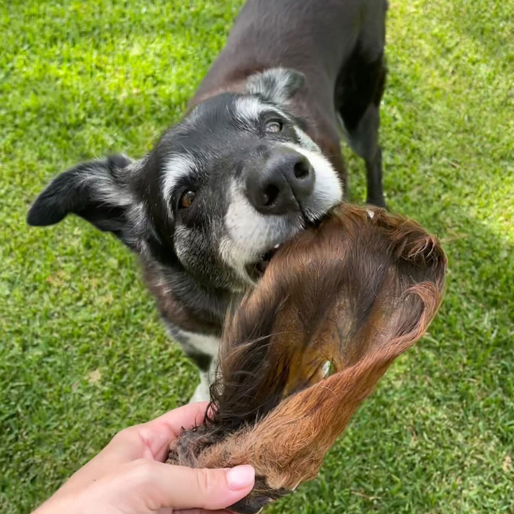 Cows Ear for Dogs