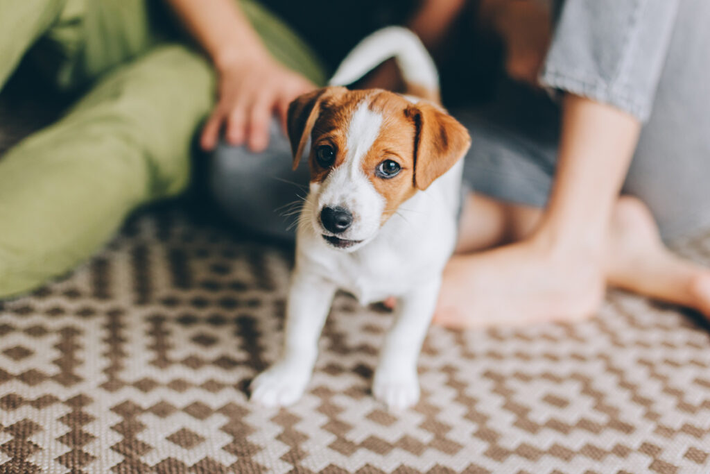 Puppy-Proofing Tips: Creating a Safe Environment for Your New Furry Friend