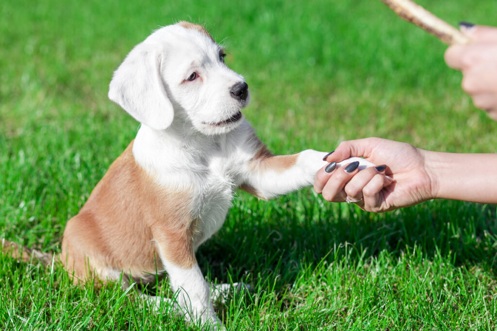 Puppy Proofing 101: 3 Steps to Keep Your New Pup Happy, Healthy, and Safe